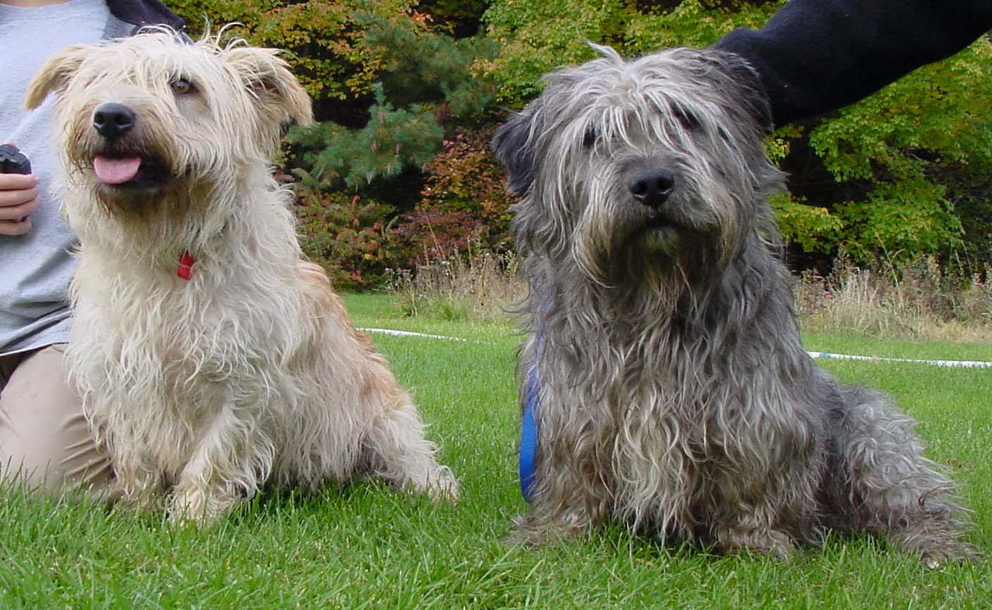 Glen of Imaal Terrier