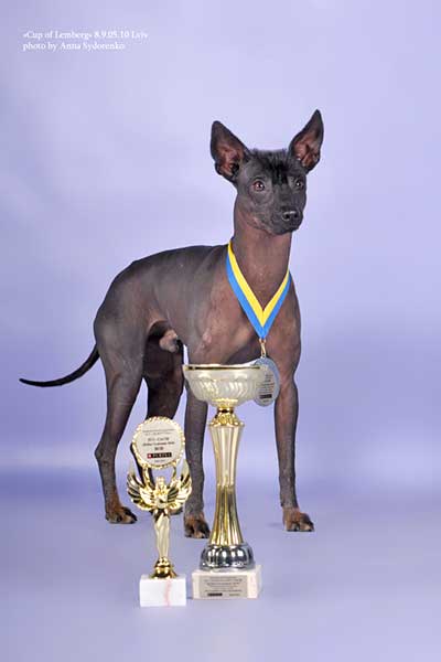 Poarott Carlos | Xoloitzcuintli 