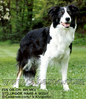 Stillmore Make a Wish | Border Collie 