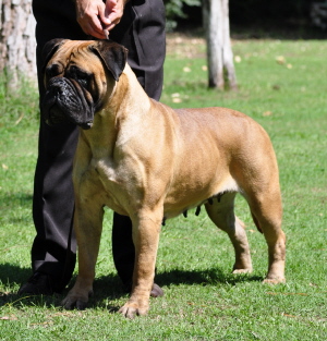 Tomflow Bianca | Bullmastiff 