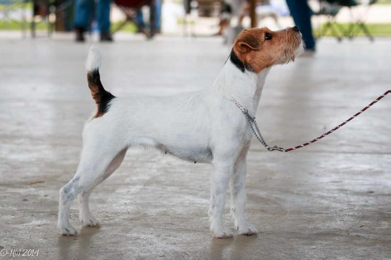 Little Eden Layla | Jack Russell Terrier 