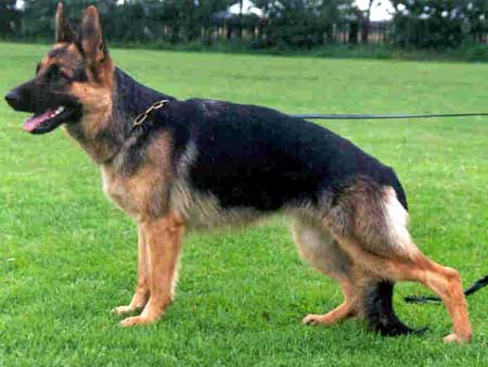 Adriana Blue-Iris | German Shepherd Dog 