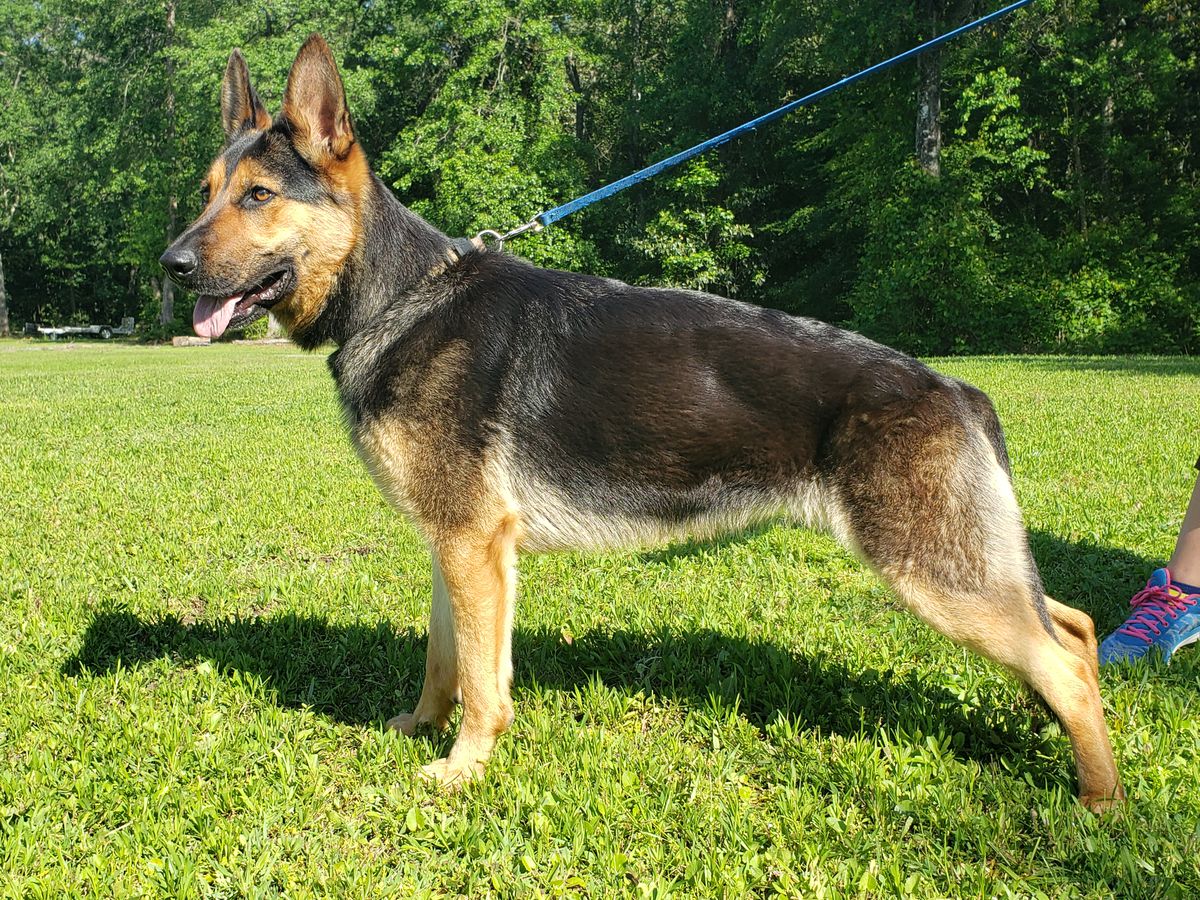 Lucy Vom Whiz | German Shepherd Dog 