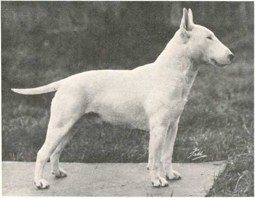 Ormandys Mr McGuffin | Bull Terrier 