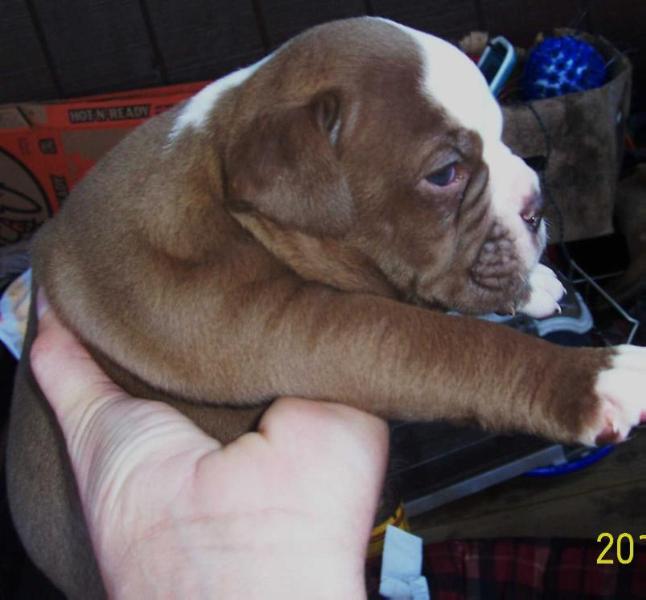 BuffaloCreek's Cocoa Belafonte aka Bella | Olde English Bulldogge 