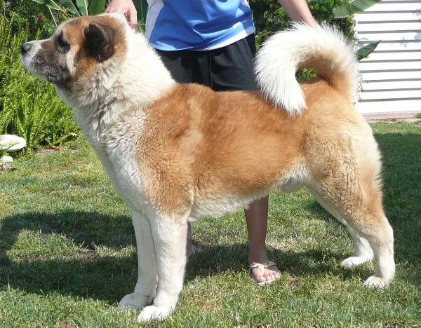 Ying Tao Sukus | Akita 