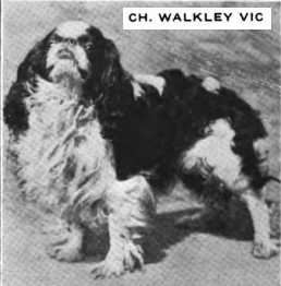 Walkley Vic | English Toy Spaniel 