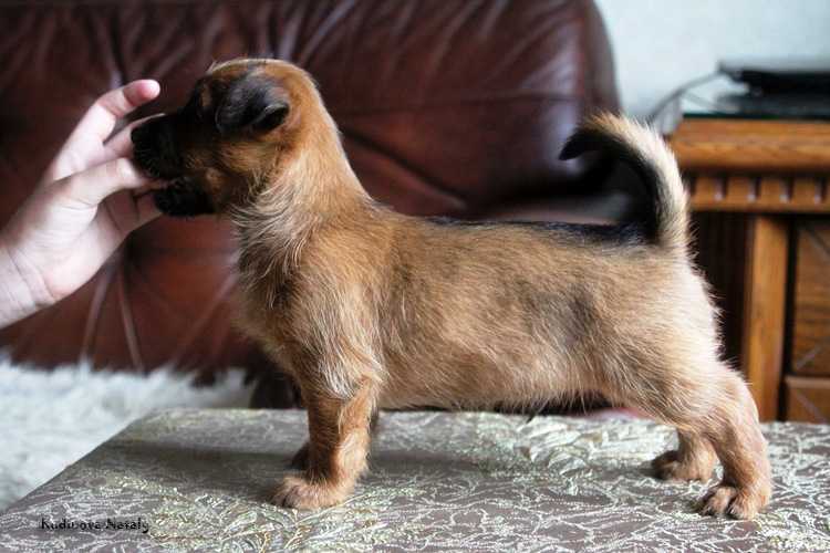 Ulrih iz Zvezdnogo Grafstva | Australian Terrier 