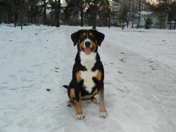 ???????? ?? ???????????? ???? | Entlebucher Mountain Dog 