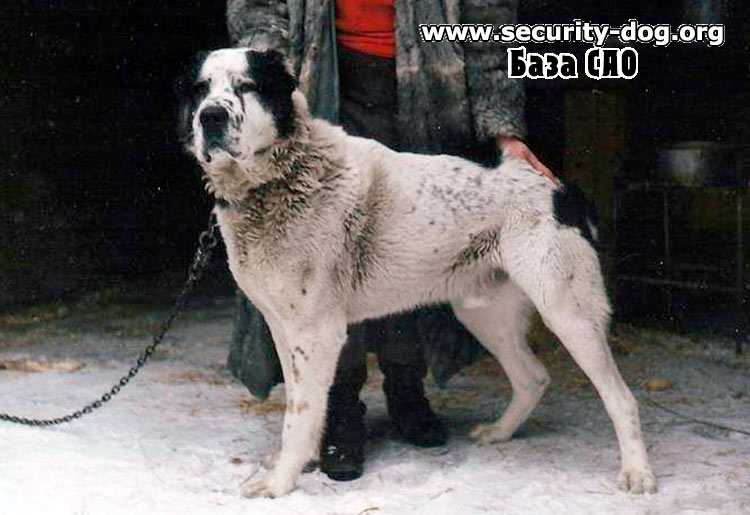 Beamon | Central Asian Shepherd Dog 