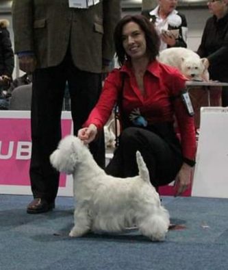 Stella Trentino Santo | West Highland White Terrier 