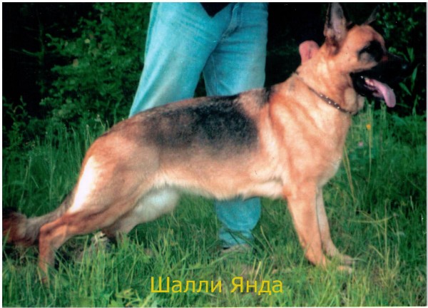 Janda | German Shepherd Dog 