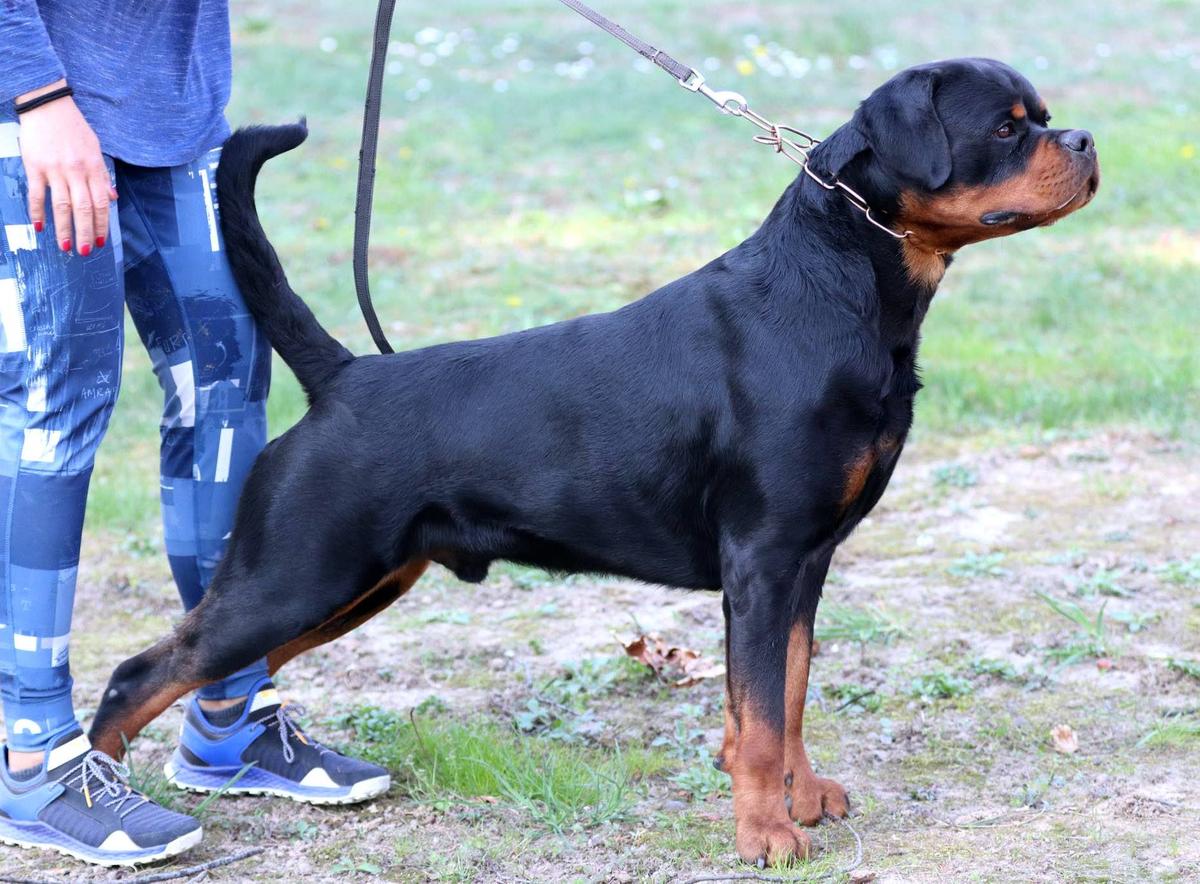 TKs Red Bull | Rottweiler 