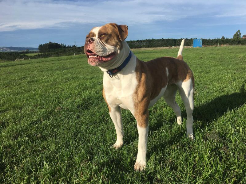 J &amp; M's Honey | American Bulldog 