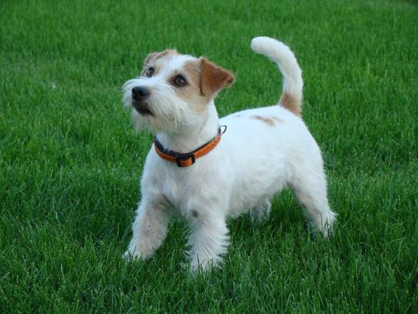 MISS CETYNIA CESIA Gwiazda Podhala | Jack Russell Terrier 