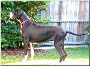 Zinde V. D. Bijenbergdoggen | Great Dane 