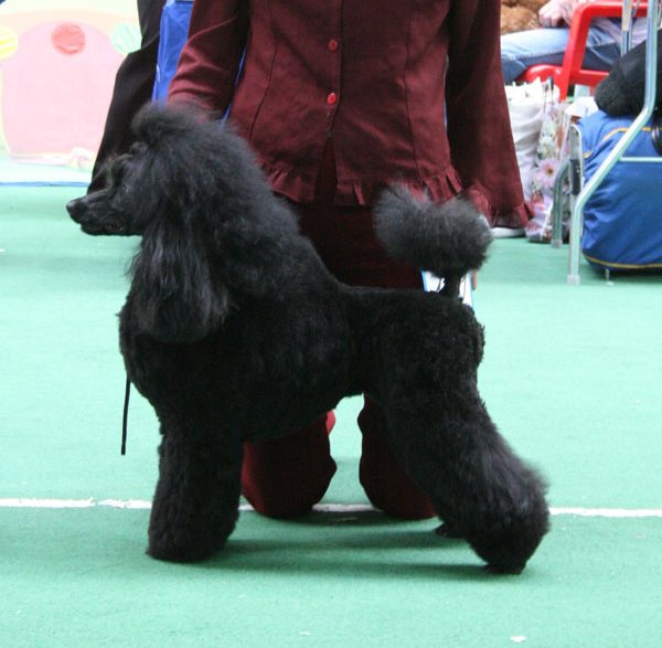 Chestnaya Igra Ot Gospoji Paninoi | Poodle 