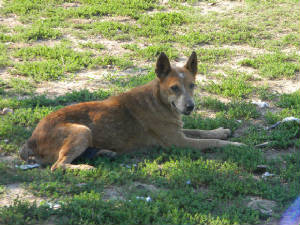 Anna Belle | Australian Cattle Dog 