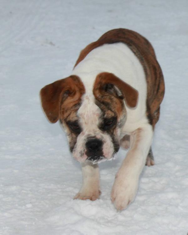 Dogface's Baby Girl | Olde English Bulldogge 