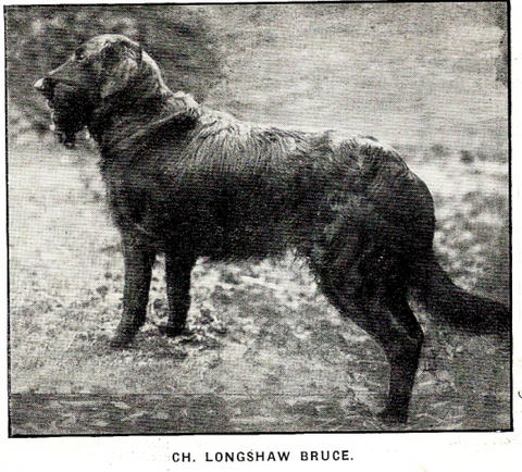 Longshaw Bruce | Flat-Coated Retriever 