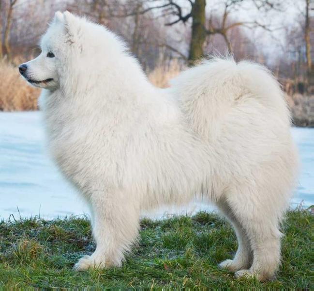 QULA KAY OF ARES The Glow Of The Snowy Star | Samoyed 