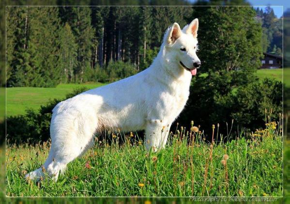 Belladonna Baroness vom Bründlweg | White Swiss Shepherd Dog 