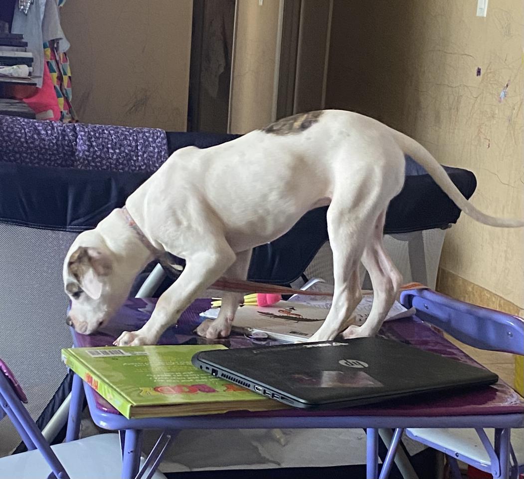 RDK's DeeDee of DDK | American Bulldog 