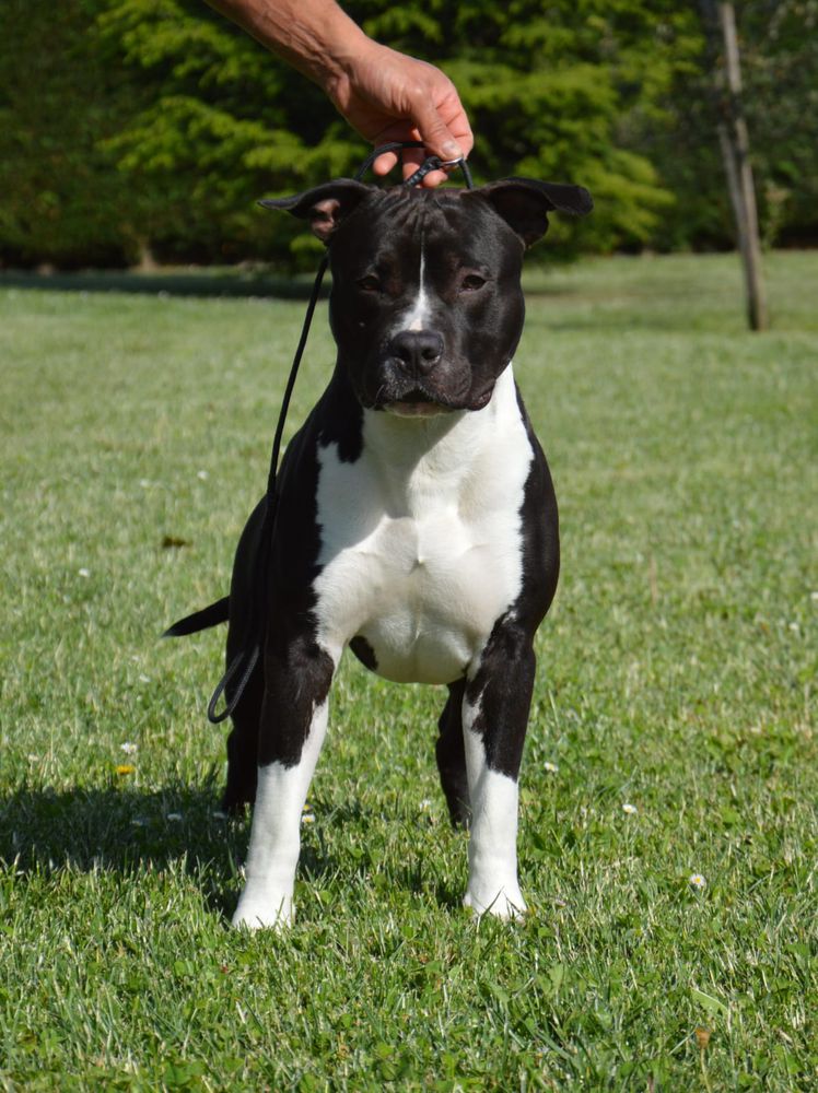 Amstaff style Thor | American Staffordshire Terrier 