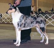 Dunnideer's Coal Miner's Daughter | Smooth Collie 