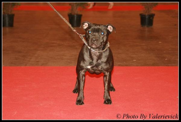 Positive Staffords First Lady | Staffordshire Bull Terrier 