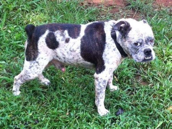 Evans' BuckShot Chaoss | Olde English Bulldogge 