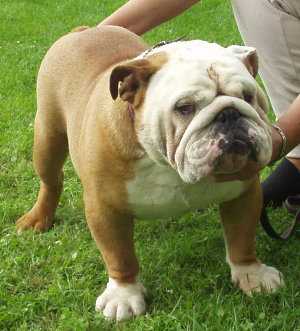 Liatris Bulls 'Cristian' | Olde English Bulldogge 