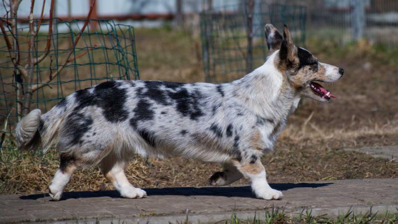 Aethwy January Stars | Cardigan Welsh Corgi 