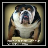 Puzzle the Private Eye of What a Mug | Olde English Bulldogge 