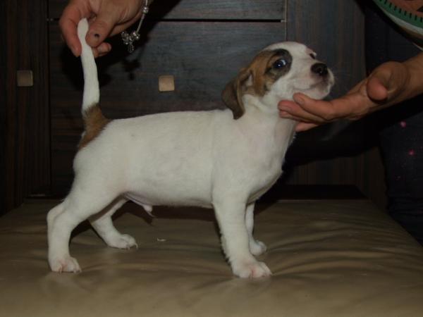 YAHOO  Magor | Jack Russell Terrier 