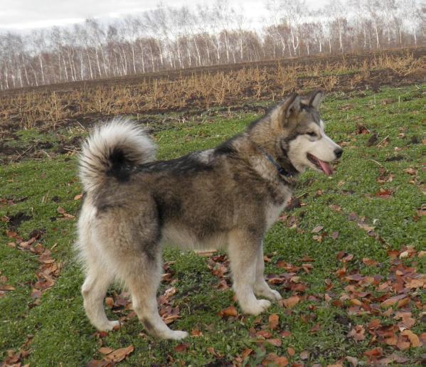 Amelhuk  Laplandiya | Alaskan Malamute 
