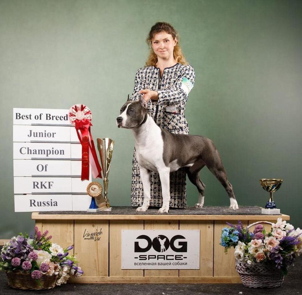 Igra Teney Hillary | American Staffordshire Terrier 