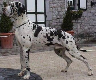 Clarence Van Kazaam | Great Dane 