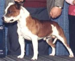 Chainmakers Samsung Of Rikamia | Staffordshire Bull Terrier 