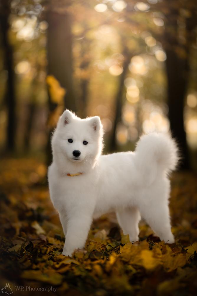 KARLY WITH RUSSIAN LOVE | Samoyed 