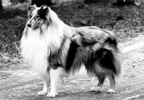 Danvis Blue Peter | Rough Collie 