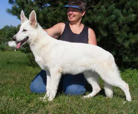 Regalwise X-Pecting Redemption | White Swiss Shepherd Dog 