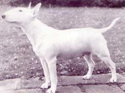 Belphegor'S Echo Of Polytelis | Bull Terrier 