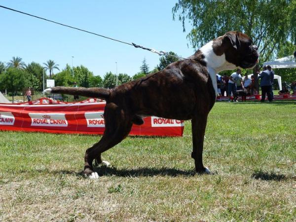 Arok De Kilates | Boxer 