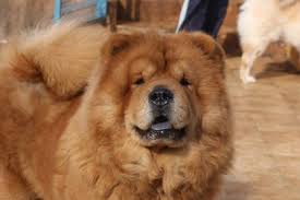 Shen Te Chows Adriatic Queen | Chow Chow 