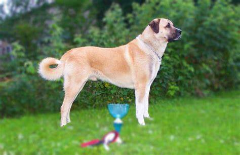 Kangal Shepherd Dog