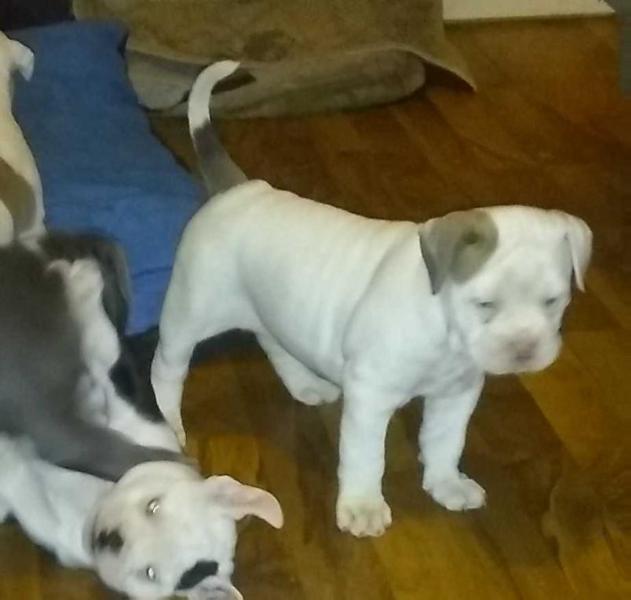 Jcrews Oldes Duchess Ice Princess | Olde English Bulldogge 