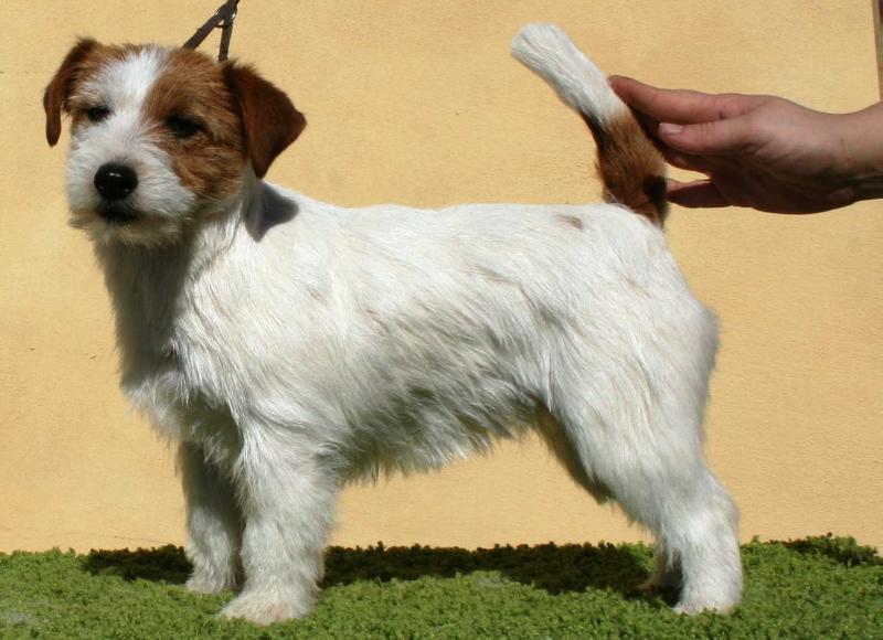 ROYAL DI SAN RUFFINO JACK RIDIAMO INSIEME | Jack Russell Terrier 