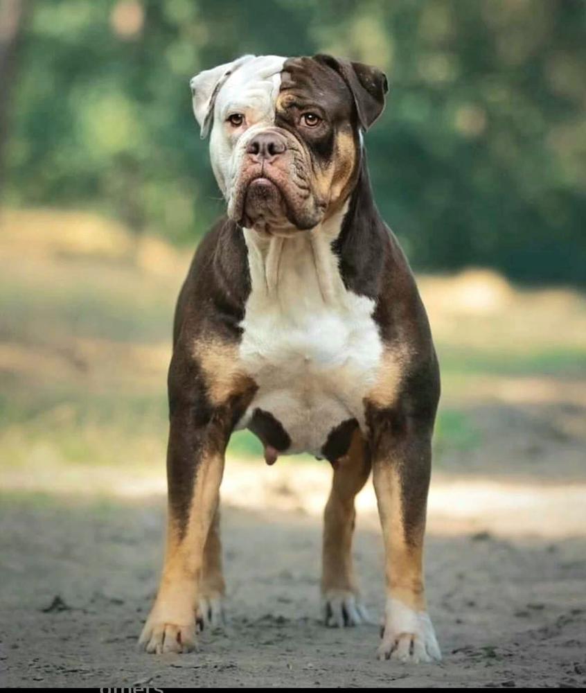 Bulletproof Two Face | Olde English Bulldogge 