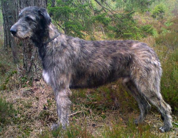 Wolfhenge Cooper | Irish Wolfhound 